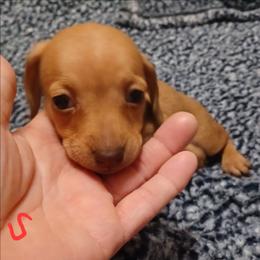 Christine-Red - Red female Dachshund puppy in Frankfort, Kentucky from Gigi's Dachshunds