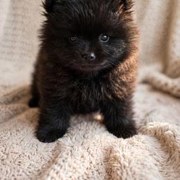 Helios - Black and tan male Pomeranian puppy in Silver Springs, Florida from Gigi’s Pocket Poms