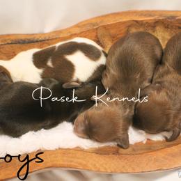 Dachshund Puppies from Pasek Kennels