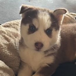 Girl 5 - Pink collar - Brown and white female Siberian Husky puppy in Independence, Wisconsin from Hito's Huskies