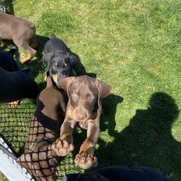 Doberman Pinscher Puppies from Jensen Dobermans