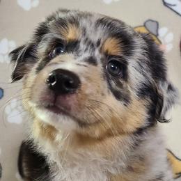 Miniature Australian Shepherd and Toy Australian Shepherd Puppies from Beasley Acres Aussies
