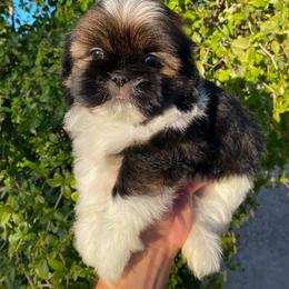 Ella - Black and white female Shih Tzu puppy in Azusa, California from RJ Shih Tzu lover