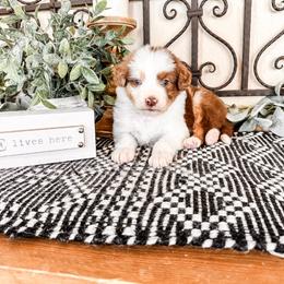 Jupiter - Brown merle female Aussiedoodle puppy in Beaver, Utah from Rocky Ridge Ranch
