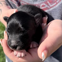 Caraxes - Black & white male Australian Shepherd puppy in Kokomo, Indiana from North Central Aussies