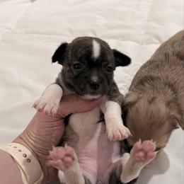 Darling - Black sabled fawn female Chihuahua puppy in Sherwood, Arkansas from Bartelt Breeders