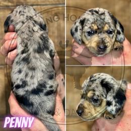 Penny - Dapple female Dachshund puppy in Fond Du Lac, Wisconsin from Clucking Homestead Springers & Dachshunds