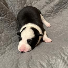 Boy 1 - Black and white male Border Collie puppy in Centerville, Washington from Forthright Farms