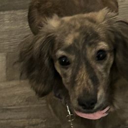 Dachshunds from Castle Hill Doxies