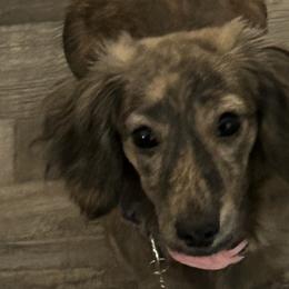 Dachshunds from Castle Hill Doxies