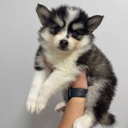 Moo Moo - Black and white female Pomsky puppy in La Verne, California from Red Cedar Pomskies