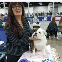 Bulldog and French Bulldog All Grown Up from Rockee Top Bulldogs