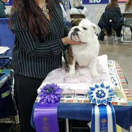 Bulldog and French Bulldog All Grown Up from Rockee Top Bulldogs