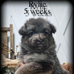 Rylie - Blue female German Shepherd puppy in Sequim, Washington from German Shepherd Haus
