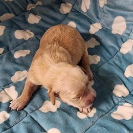 Girl 6 - Golden female Golden Retriever puppy in Saginaw, Michigan from Precious Kennel Retrievers