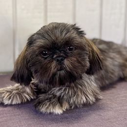 Quill - Blue female Shih Tzu puppy in Mountain View, Hawaii from Krazy Island Shih Tzu