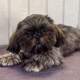 Quill - Blue female Shih Tzu puppy in Mountain View, Hawaii from Krazy Island Shih Tzu