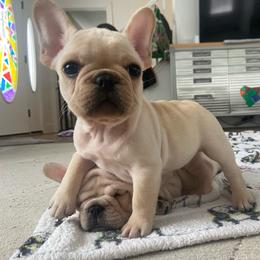 Clyde - Cream male French Bulldog puppy in Sidney Center, New York from iFrenchi
