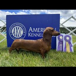 Dachshund All Grown Up from Hotdawgz standard AKC dachshunds