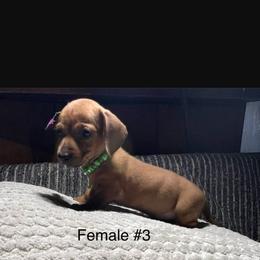 Cutie - Red female Dachshund puppy in Phelan, California from Elite Parson Russells