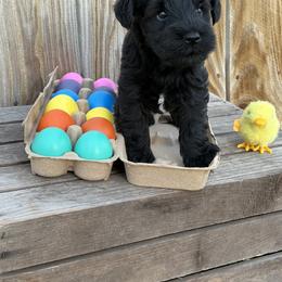 Black - Black male Miniature Schnauzer puppy in Garrison, Texas from RNH Schnauzers