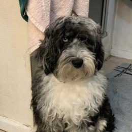 Natalie - Aussiedoodle