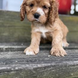 Cocker Spaniel Puppies from A&J Kennel