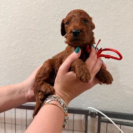 Red - Red  male Goldendoodle puppy in Pearland, Texas from Double Shot Boykins