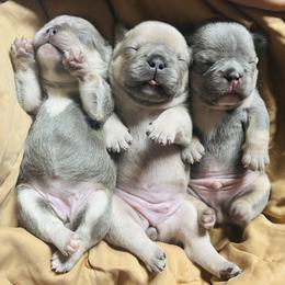 French Bulldog Puppies from Matra French Bulldogs