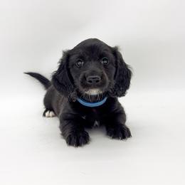 Buzz (AKC solid black) - Black male Dachshund puppy in Waddell, Arizona from Neu Doxies