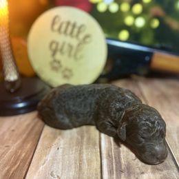 Chocolate female 1 - Chocolate female Labradoodle puppy in Kingston, Georgia from CC Familydoodles