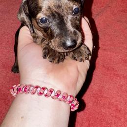Girl 1 - Dapple female Dachshund puppy in Martin, Georgia from Dachshund heaven