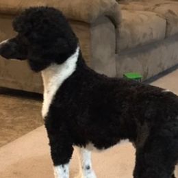 Poodles from Gwen's Poodles