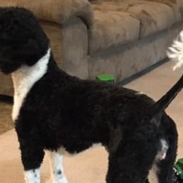 Poodles from Gwen's Poodles