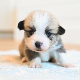 KODIAK - Sable male Pembroke Welsh Corgi puppy in Mona, Utah from Sorensen Corgis