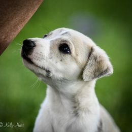 Whippet Puppies from Winstar Whippets