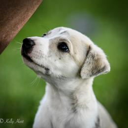 Whippet Puppies from Winstar Whippets