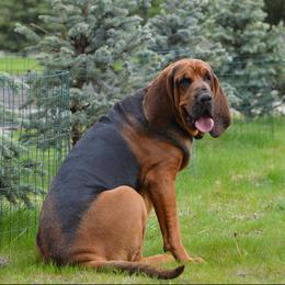 Tootie - Bloodhound