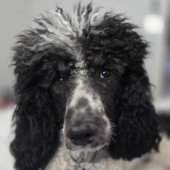 Mo - Poodle