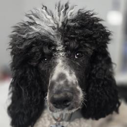 Mo - Poodle
