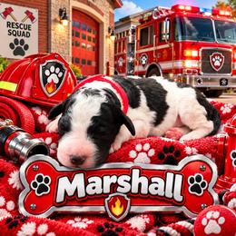 Marshall - Parti male Poodle puppy in Dover, Delaware from Dogtastic Poodles