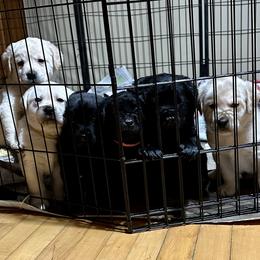 Labrador Retriever Puppies from Findaway Labradors