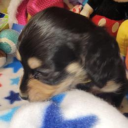 Nessie (CKC registration invluded) - Black and cream female Dachshund puppy in Terlton, Oklahoma from CLARK'S BREEDING PROGRAM