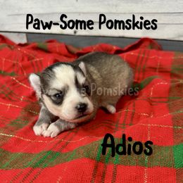 Adios - Silver and white male Pomsky puppy in Krum, Texas from Paw-Some Pomskies