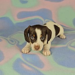 Dachshund Puppies from Newbern's Nuggets
