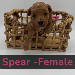 Spear - Pink collar - Red  female Goldendoodle puppy in Cape Coral, Florida from Nay Nays Mini Doodles
