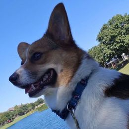 Tenny - Pembroke Welsh Corgi