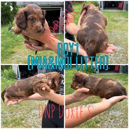 Boy1 - Dapple male Dachshund puppy in Rushsylvania, Ohio from DNP Doxies