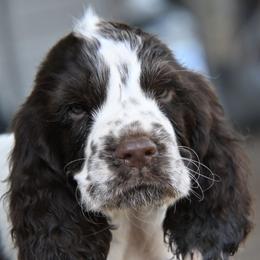 Lasso - Liver and white male English Springer Spaniel puppy in Central, South Carolina from SarMel
