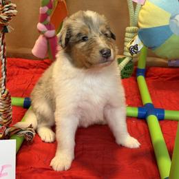 Georgie - Blue merle white and tan female Collie puppy in Carencro, Louisiana from Cajun Bayou's Collies LLC